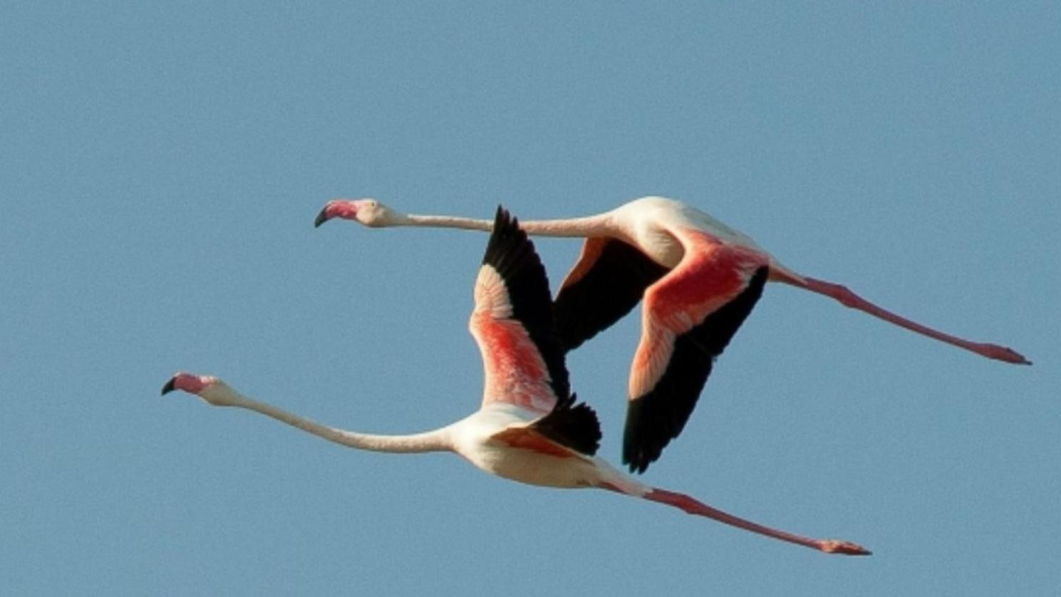 L'oasi Del Fenicottero Rosa Cagliari